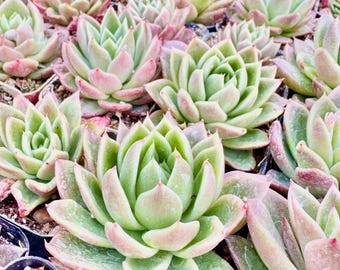 Molded Wax Agave | Echeveria Agavoides 8 Inch Pot | Ships Barerooted - Etsy