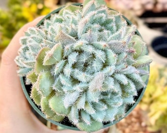 Puede incluir: Una pequeña planta suculenta redonda con hojas carnosas de color verde claro, densamente agrupadas y cubiertas de finos tricomas blancos similares a pelos. La planta está en una maceta de plástico verde oscuro.