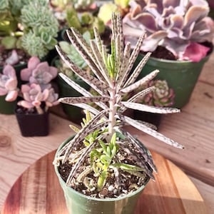 baby's breath flower seeds Perennial Babys Breath  100 Seeds