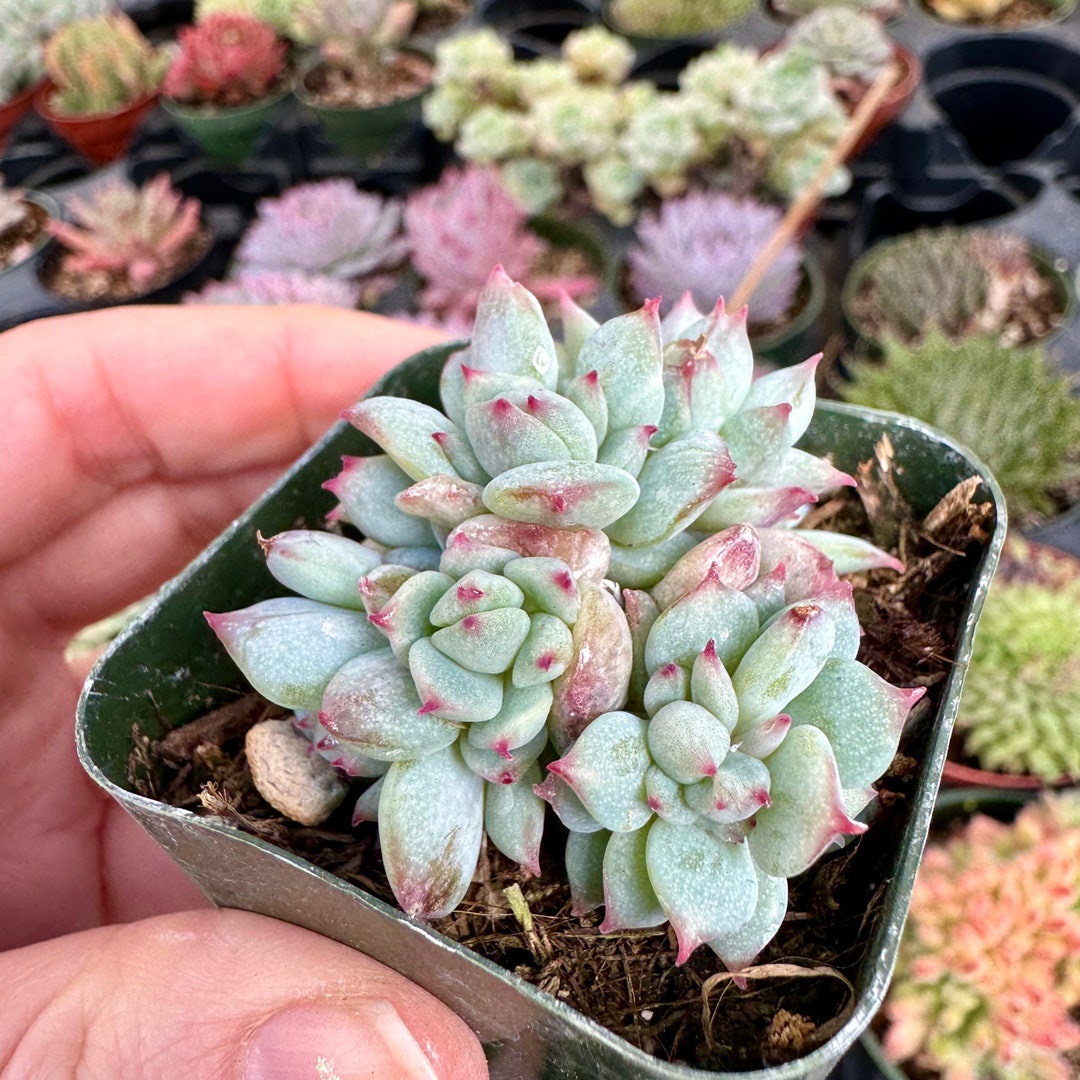 1 Live Echeveria Derenbergii | Fully Rooted Succulent Plant 2'' Pot 1 Live Echeveria Derenbergii | Fully Rooted Succulent Plant 2'' Pot