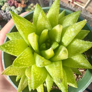 Haworthia Reticulata var. Reticulata Succulent | Translucent Green Rosette | Live Plant