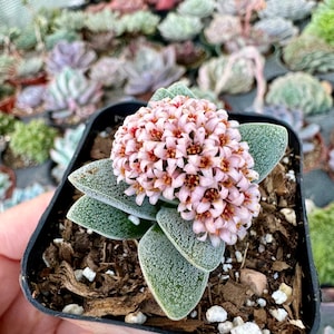 May include: A succulent plant with pale green, textured leaves and a large cluster of small, light pink flowers with brown centers. The plant is in a small black pot filled with soil, with other plants in the background.