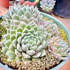 May include: A close-up of a succulent plant with green, fleshy leaves arranged in a rosette pattern. The plant is in a round, light green pot, surrounded by moss. The leaves have a fuzzy texture.