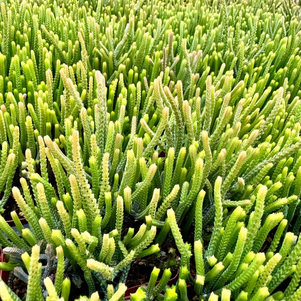 Crassula Muscosa “Watch Chain”