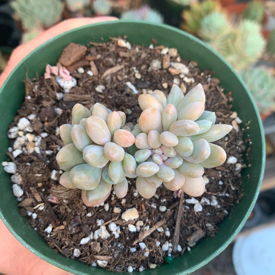 Rare Crested Graptophytum Supreme Succulent | Pink Purple & Green