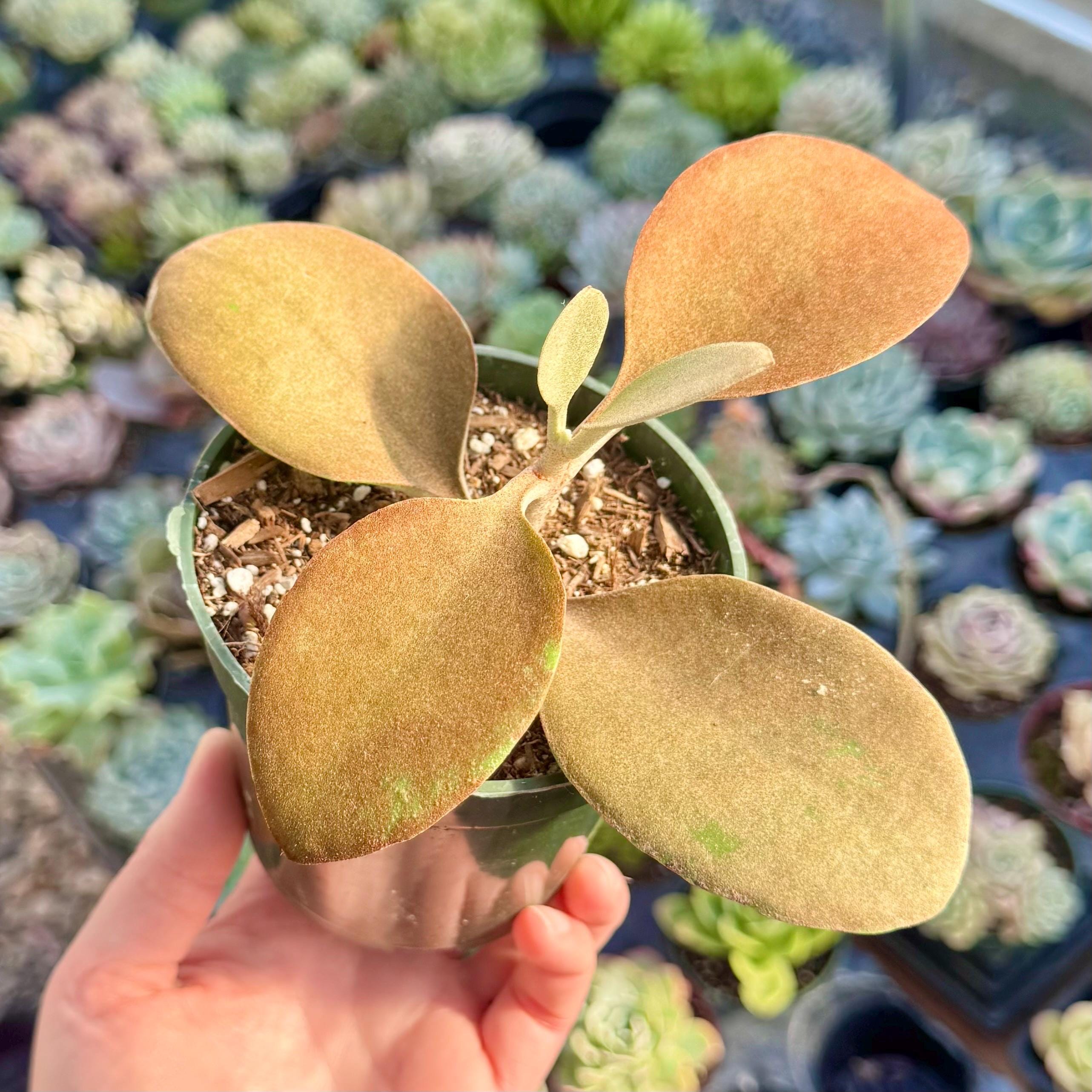 Copper Spoon Plants - Etsy