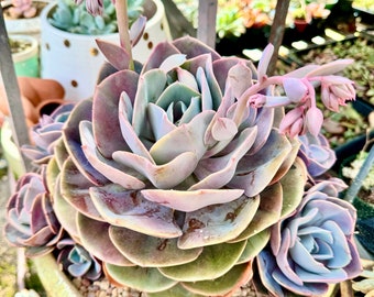 Suculenta Echeveria Dusty Rose / Roseta rosa púrpura y lavanda / Planta viva