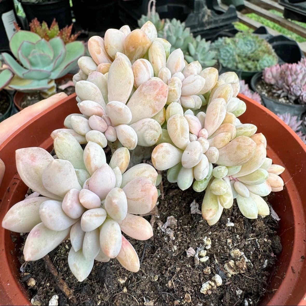 Rare Crested Graptophytum Supreme Succulent | Pink Purple & Green