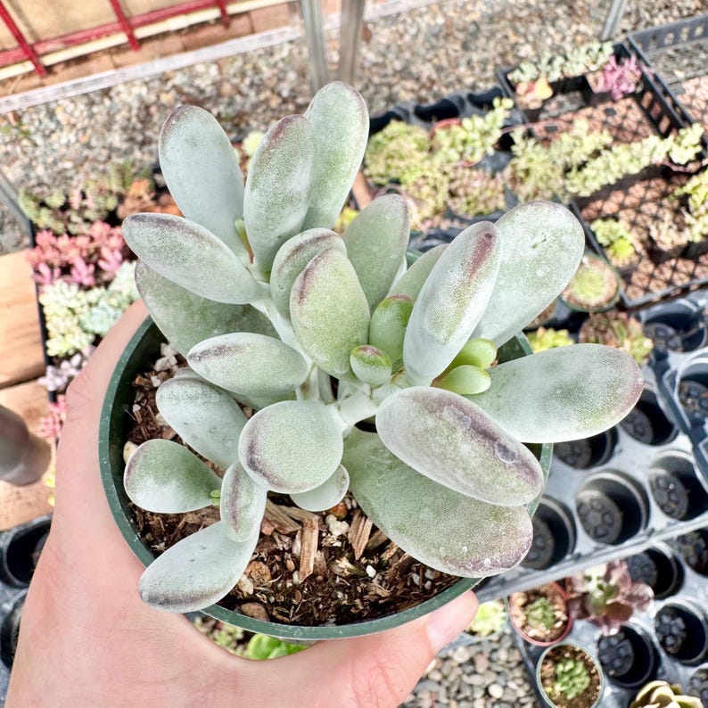 Suculenta Cotyledon Orbiculata “Ping Pong” / Hojas redondas grises / Planta viva imagen 8