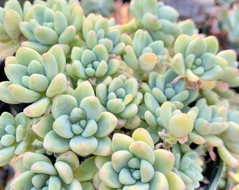 Sedum Clavatum Succulent | Blue & Pink Mini Rosettes | Live Plant
