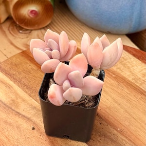 Graptophytum Supreme Succulent | Exact Cluster 2” Pot | Live Plant Shipped Bare Root
