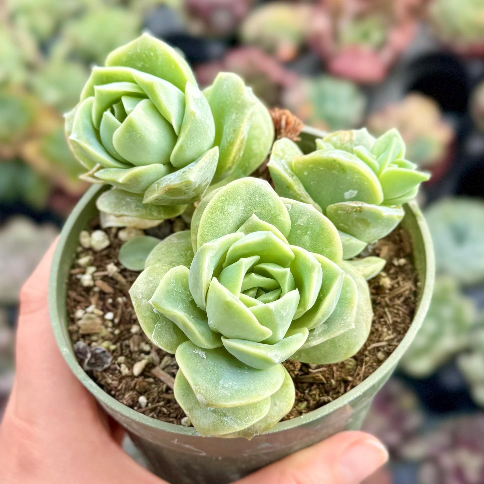 big planting pots Big Sonoma Planter - (Clay) By Plantatorem