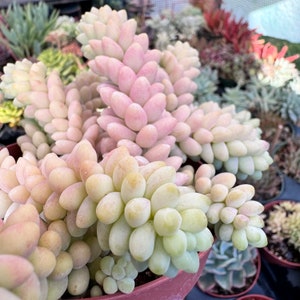May include: A close-up of a succulent plant with fleshy, light pink and green leaves. The leaves are arranged in clusters, creating a unique and visually appealing texture.