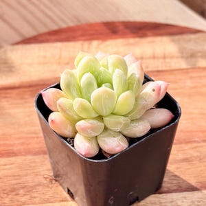 Korean Echeveria Bubble Love | Exact Plant 2” Pot | Live Succulent Shipped Bare Root