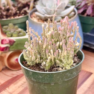 Variegated Crassula Muscosa “Watch Chain” Succulent | Cream & Green Mini Stacked Leaves | Live Plant