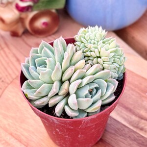 May include: A potted succulent plant with pale green leaves and a light green, textured top. The plant is in a small, red pot, set against a wooden surface.