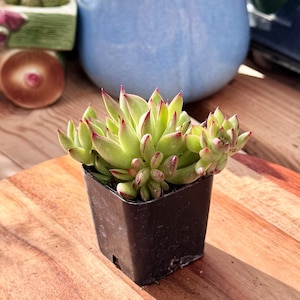 Echeveria Agavoides “Red Tips” | Exact Cluster 2” Pot | Live Succulent Plant Shipped Bare Root
