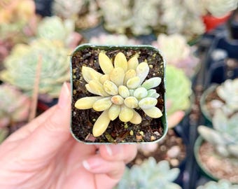 Rare Crested Graptophytum Supreme Succulent | Pink Purple & Green