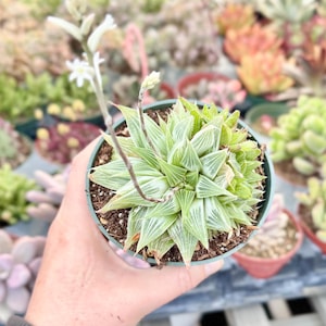 May include: A small green succulent plant with white stripes on the leaves is growing in a brown pot. The plant has a tall white flower stalk with white flowers.