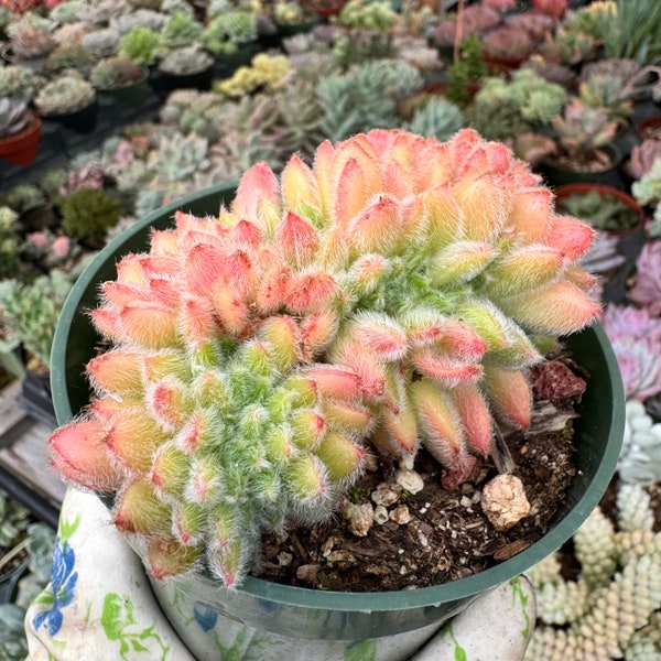 Crested Echeveria Doris Taylor - fuzzy green and red live succulent plant