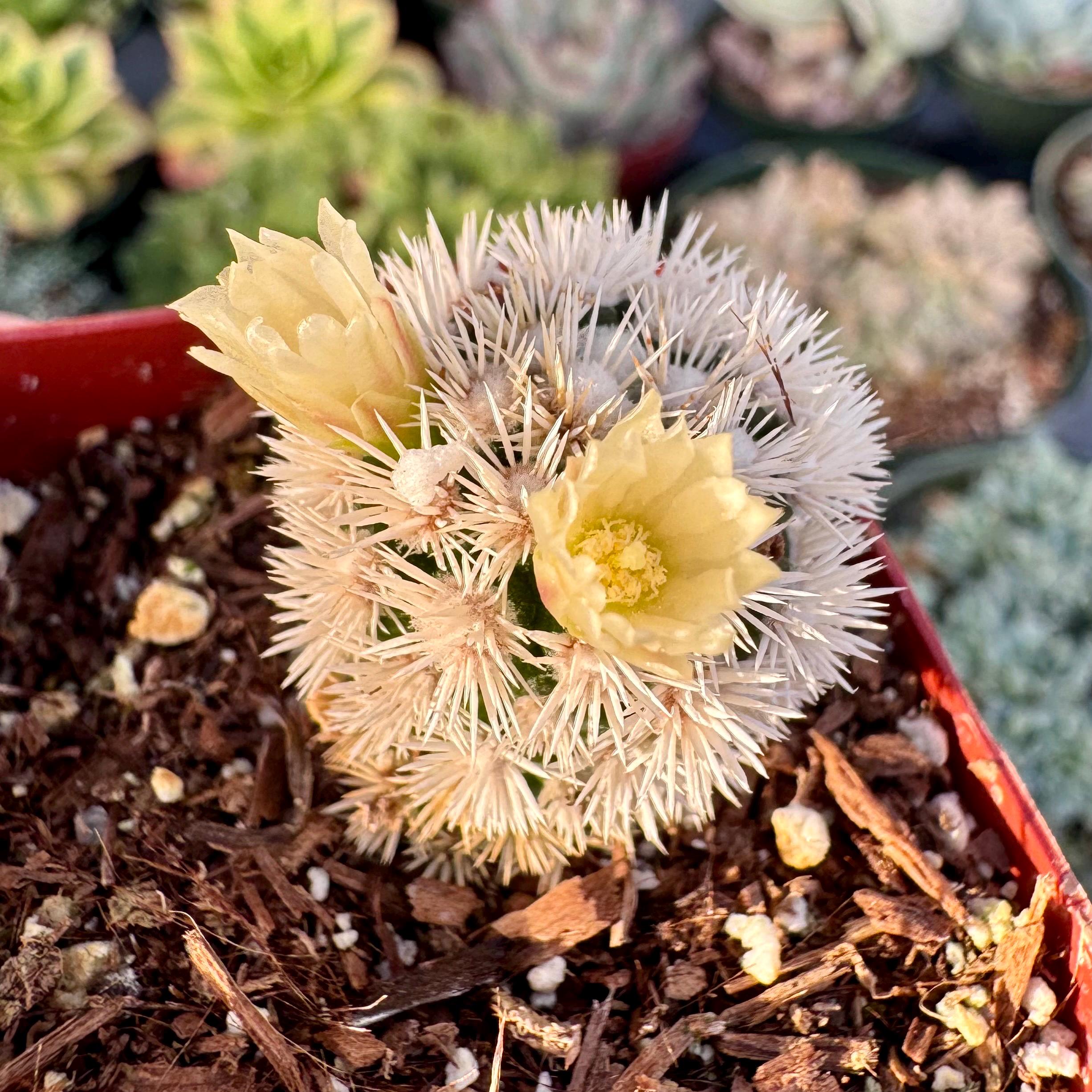 4株セット アガベ オテロイ 青白麻花龍3頭 大白鯊 Studs type 蚩尤