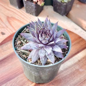 May include: A white ceramic mug with a black handle and the text "But First, Coffee" in a black, bold font. The mug is sitting on a wooden surface. The mug is approximately 4 inches tall.