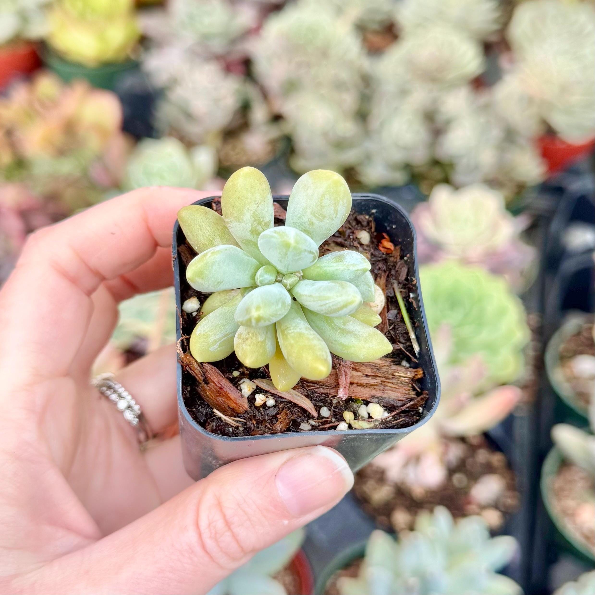 Rare Crested Graptophytum Supreme Succulent | Pink Purple & Green