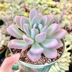 May include: A succulent plant with thick, fleshy, rounded leaves arranged in a tight rosette pattern. The leaves display a soft gradient of pastel pink and pale blue-green hues. The plant is potted in a small, translucent green plastic container.