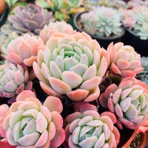 May include: Close-up of several succulent plants with tightly packed, rosette-shaped leaves. The leaves display a gradient of colors, from pale green centers to soft pink and peach edges. Other succulents are visible in the background.
