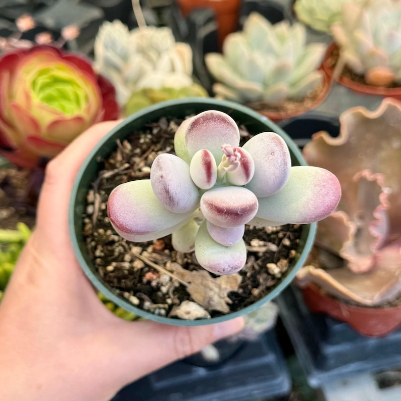 Suculenta Cotyledon Orbiculata “Ping Pong” / Hojas redondas grises / Planta viva imagen 9