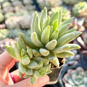 Cluster: Pachyphytum “little jewel” Compactum (Exact Plant, 2” pot) - beautiful live succulent plant