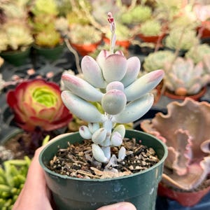 Suculenta Cotyledon Orbiculata “Ping Pong” / Hojas redondas grises / Planta viva imagen 10