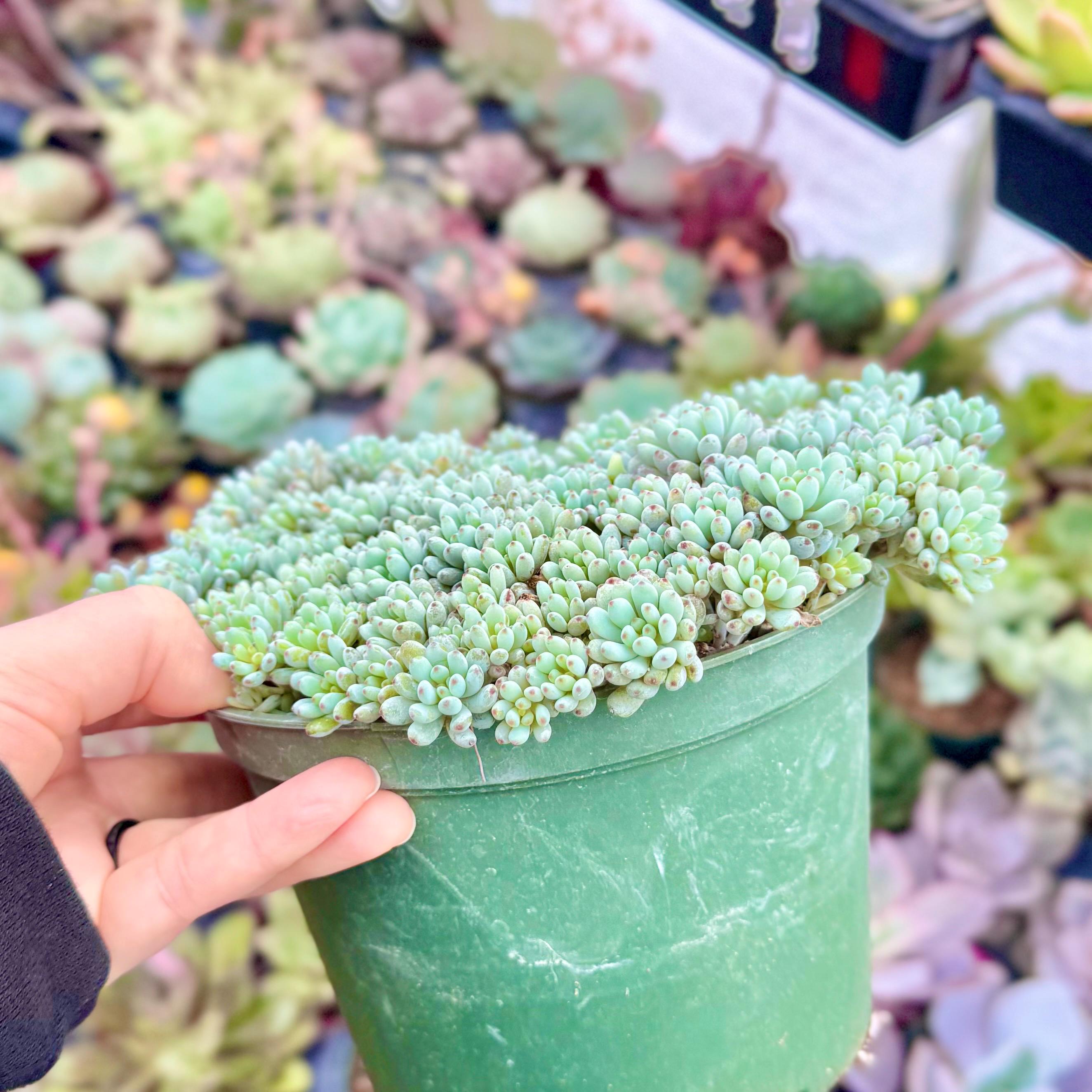Graptopetalum 