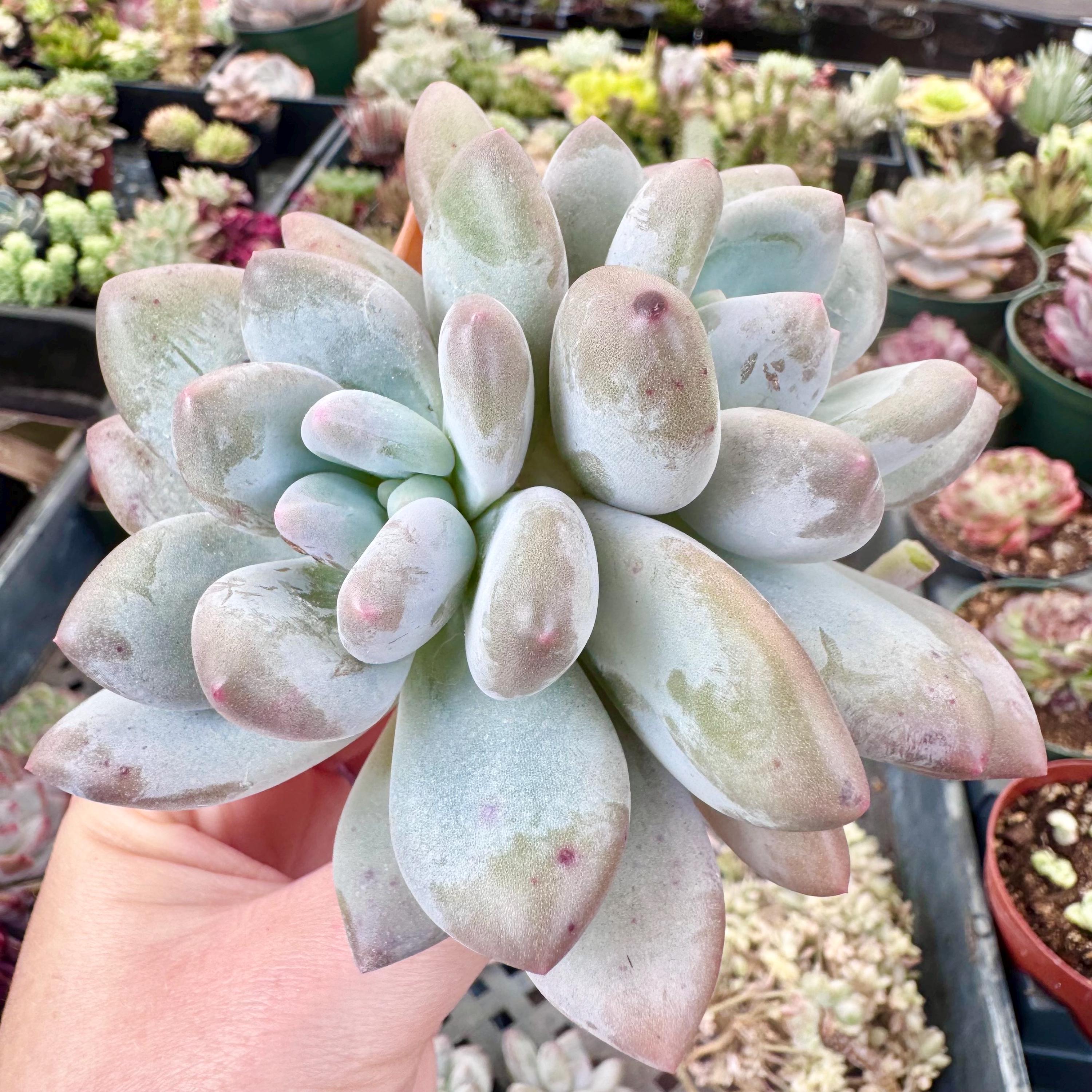 Korean Pachyphytum Frevel - rare imported live succulent