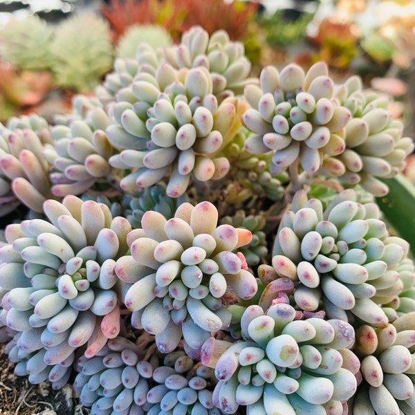 Graptopetalum Pachyphyllum “Blue Beans” - cute blue and pink live succulent plant