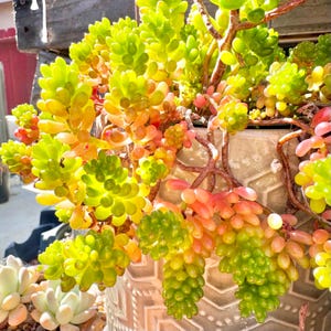 May include: A close-up of a succulent plant with vibrant green, yellow, orange, and pink hues. The plant is in a decorative, textured pot. The succulent has a cascading, trailing habit, with plump, bead-like leaves.