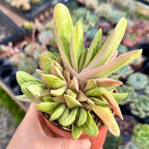 May include: A succulent plant with green and pink-tinged leaves. The plant is in a small, terracotta-colored pot. The leaves are elongated and have a striped pattern. The plant is surrounded by other plants in the background.