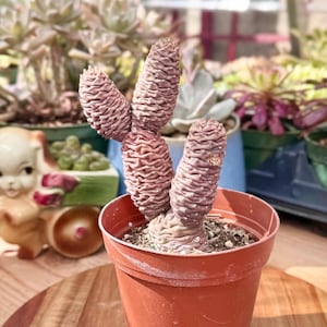 May include: A potted succulent plant with multiple cone-shaped stems in a terracotta pot. The stems are a muted pinkish-brown color, with a textured, ridged surface. The pot sits on a wooden surface, with other plants visible in the background.