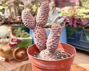 Tephrocactus Articulatus var. Inermis Succulent | Pine Cone Cactus | Live Plant