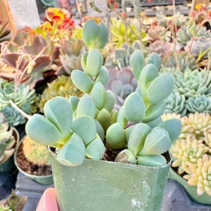 Corpuscularia Lehmannii Succulent | Angular Gray Green Paired Leaves With Dense Clumping Growth | Live Plant