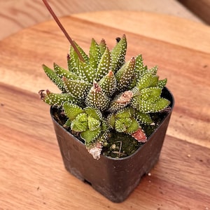 Haworthiopsis Attenuata Enon | Exact Cluster 2” Pot | Live Succulent Plant Shipped Bare Root