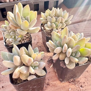 May include: Four potted succulents with fleshy, pale green leaves. The plants are in small, square black pots, set on a light brown surface. The leaves have a slight yellow tint, and the overall appearance is fresh and vibrant.