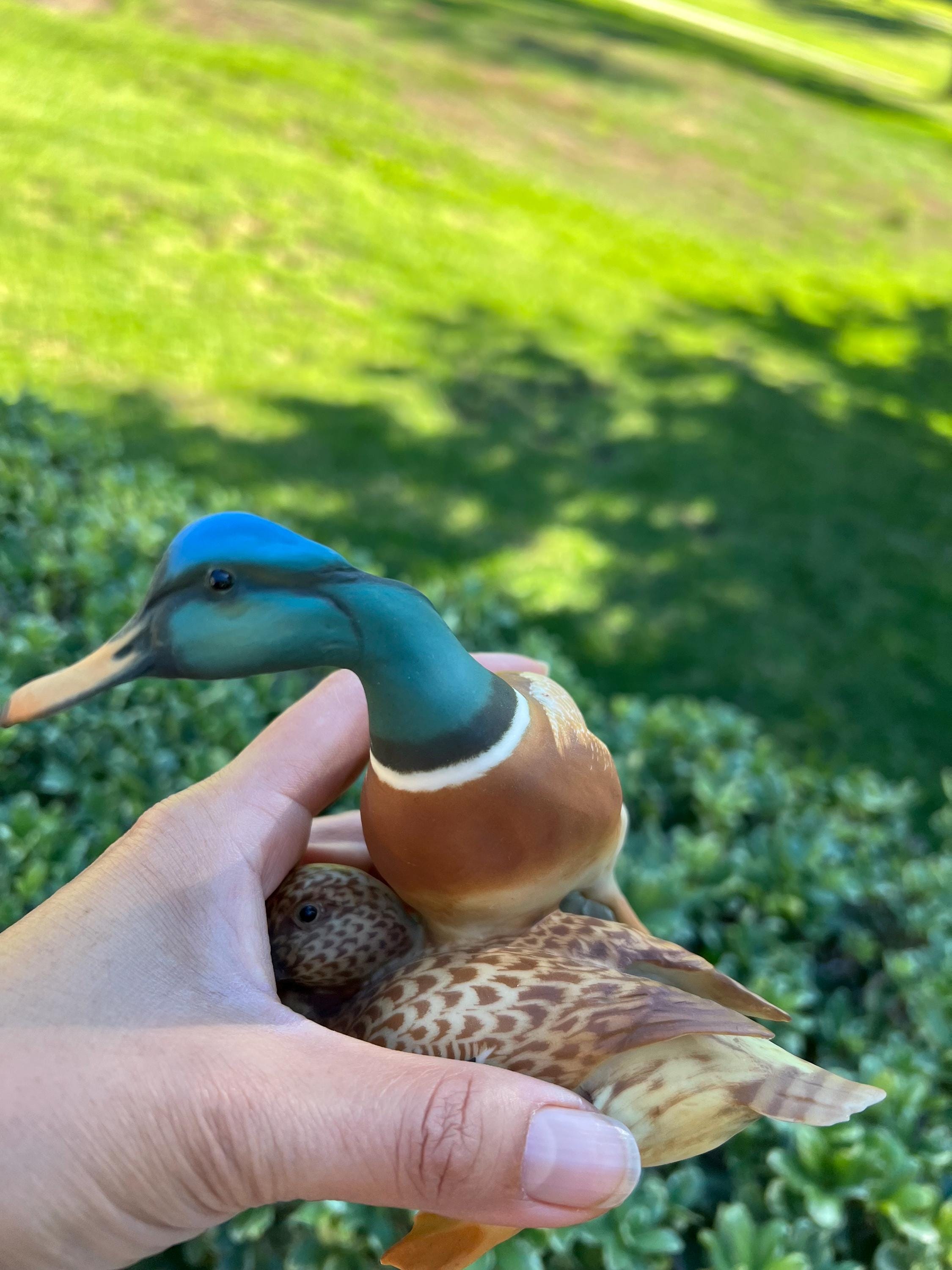 Vintage Kaiser W Germany Mallard Duck Pair, Bisque Porcelain