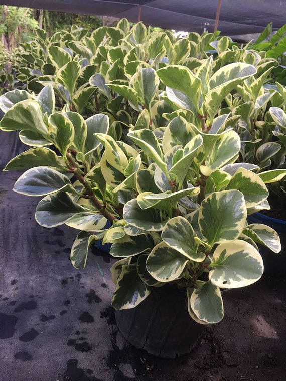 LIVE Rubber Plant Variegated Live Plant Fit 5 Gallon Foliage Etsy