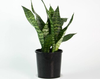 LIVE Snake Plant aka Mother in Law's Tongue, Viper's Bowstring Hemp Live Plant Air Purifying Plant - Indoor Plant Fit 1 QRT Pot