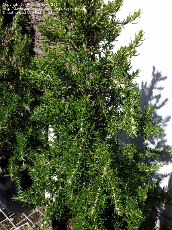 Rosemary dwarf aka Rosmarinus off. 'Roman Beauty' Etsy