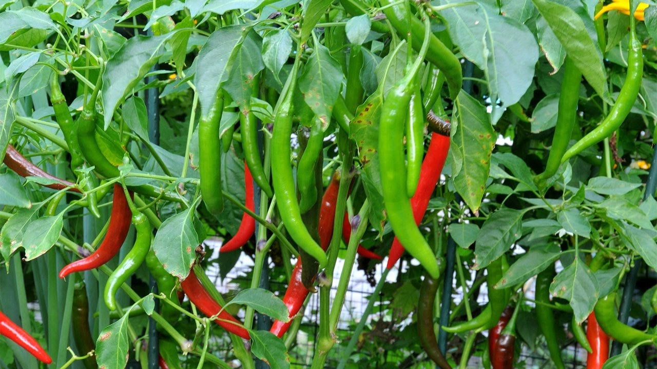 Thai Chili Pepper Plant Vegetable Live PLants Extremely Hot Etsy
