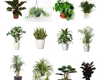 Combo of 4 Best Air Clean Live Plants Fit 4" Pot - Clean Air Plants for Your Home No Two Alike