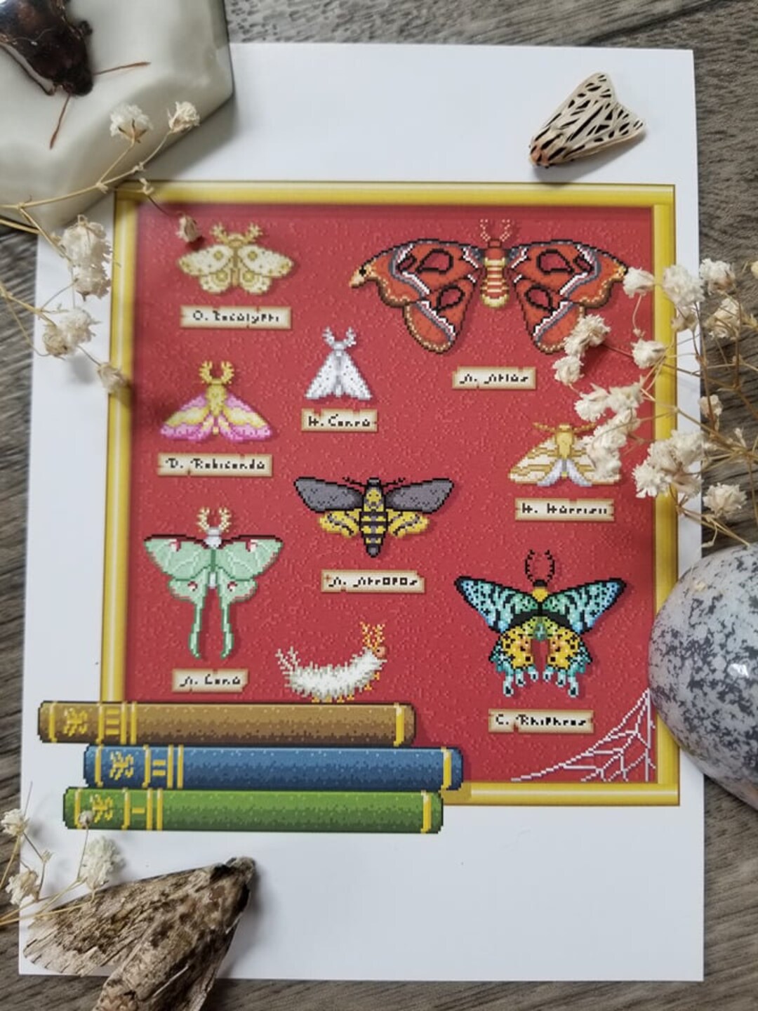 Art Print - Moth Collection - Etsy