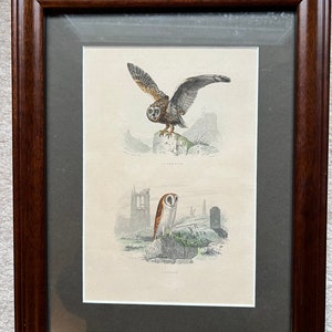 Antique Etching Engraving of owl